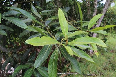 Ocotea aurantiodora, photographed by Andrés Ramírez-Barrera