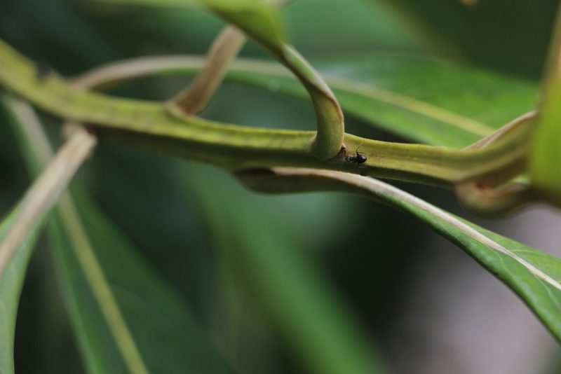 Ocotea aurantiodora, photographed by Andrés Ramírez-Barrera