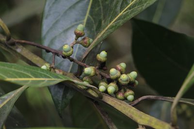 Ocotea aurantiodora, photographed by Andrés Ramírez-Barrera