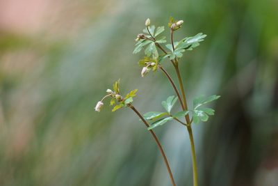 Semiaquilegia adoxoides, photographed by harum.koh