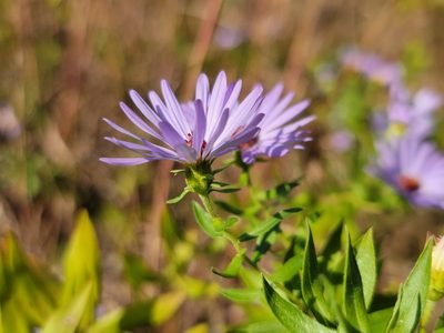 Symphyotrichum oblongifolium, photographed by Elias