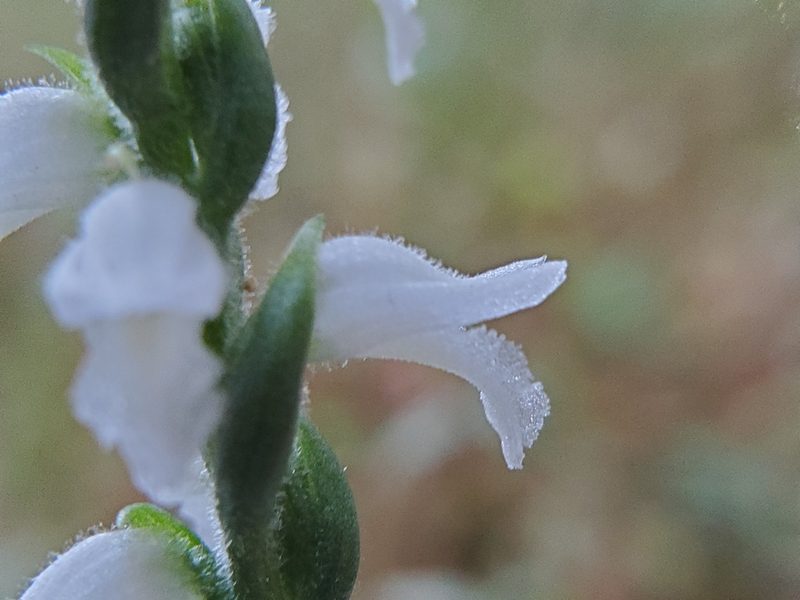 Spiranthes cernua, photographed by Samuel A Schmid, PhD, PWS