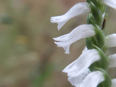 Spiranthes cernua, photographed by Samuel A Schmid, PhD, PWS