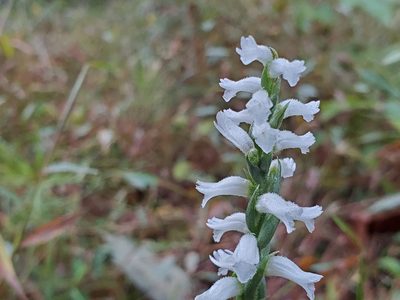 Spiranthes cernua, photographed by Samuel A Schmid, PhD, PWS