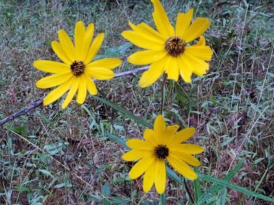 Helianthus angustifolius, photographed by Samuel A Schmid, PhD, PWS