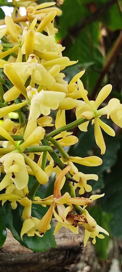 Epidendrum coronatum, photographed by Floro Ortiz Contreras