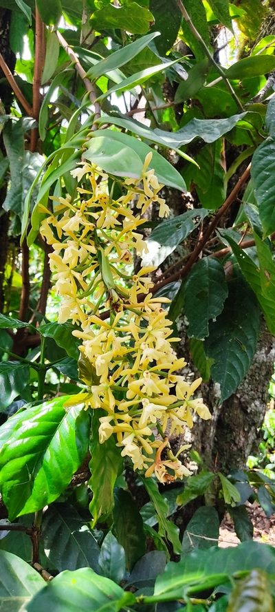 Epidendrum coronatum, photographed by Floro Ortiz Contreras
