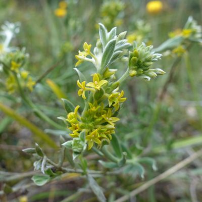 Pimelea curviflora, photographed by yatesy