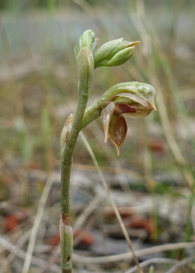 Pterostylis squamata, photographed by yatesy