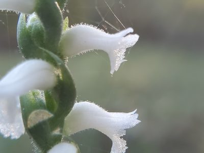Spiranthes cernua, photographed by Samuel A Schmid, PhD, PWS