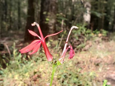 Lobelia cardinalis, photographed by Samuel A Schmid, PhD, PWS