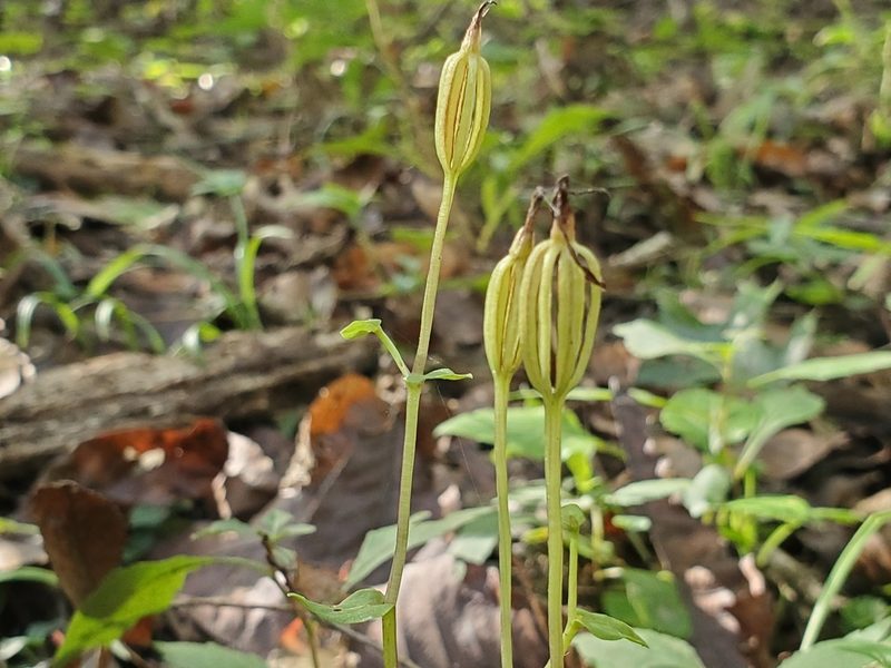 Triphora trianthophoros, photographed by Samuel A Schmid, PhD, PWS