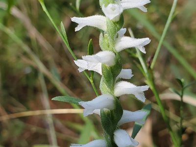 Spiranthes cernua, photographed by Samuel A Schmid, PhD, PWS