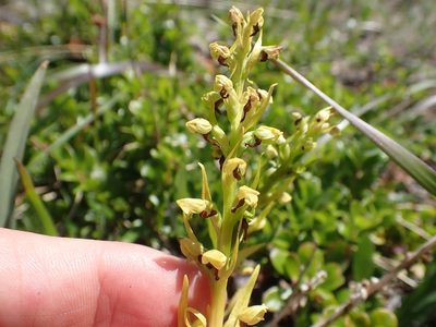 Dactylorhiza viridis, photographed by Ellyne Geurts