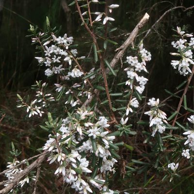 Styphelia ericoides, photographed by Cowirrie