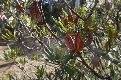 Telopea truncata, photographed by Cowirrie
