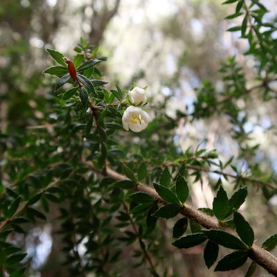 Bauera rubioides, photographed by Cowirrie