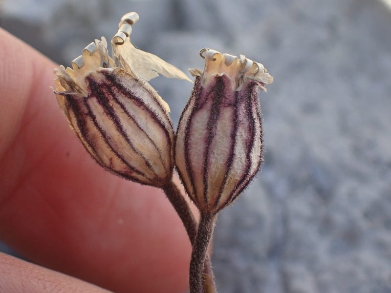 Silene uralensis, photographed by Ellyne Geurts