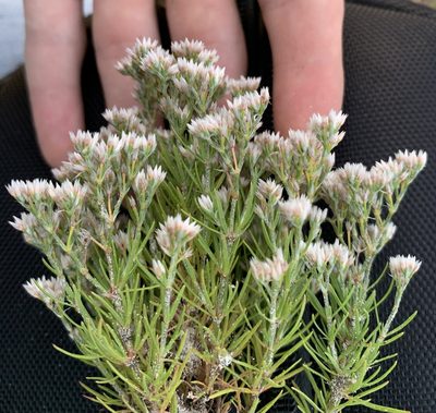 Polycarpaea corymbosa, photographed by natalie