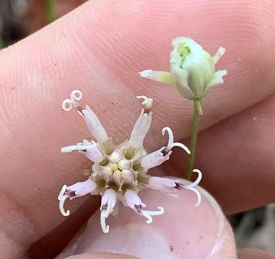 Palafoxia integrifolia