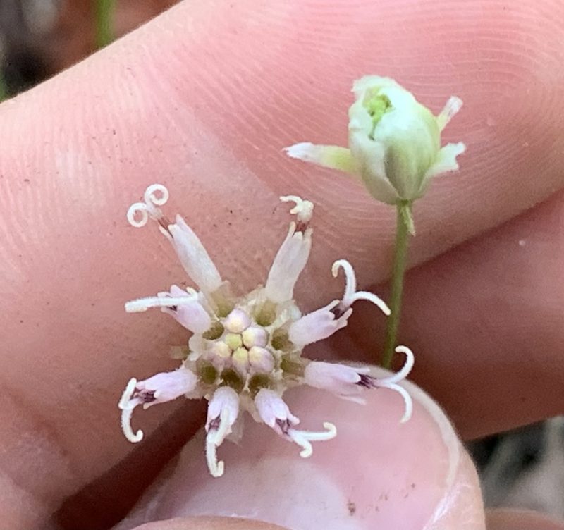 Palafoxia integrifolia, photographed by natalie