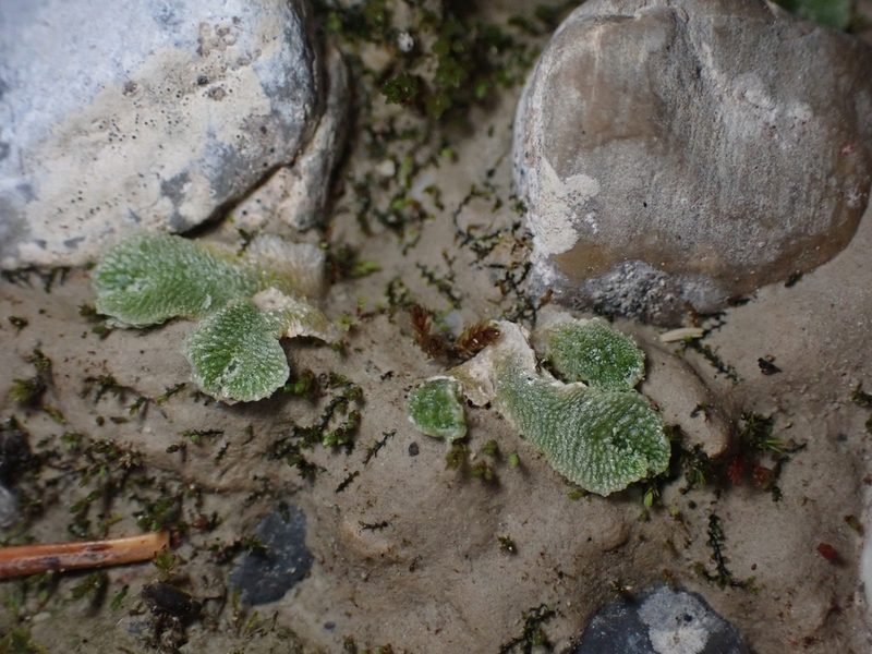 Sauteria alpina, photographed by Ellyne Geurts