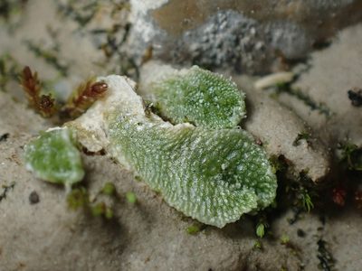 Sauteria alpina, photographed by Ellyne Geurts
