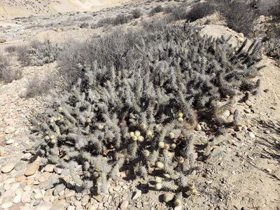 Miqueliopuntia miquelii, photographed by Cesar Ormazabal