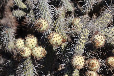 Miqueliopuntia miquelii, photographed by Cesar Ormazabal