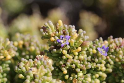 Nolana divaricata, photographed by Cesar Ormazabal