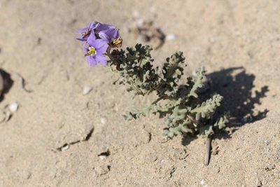 Solanum trinominum, photographed by Cesar Ormazabal