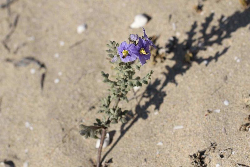 Solanum trinominum, photographed by Cesar Ormazabal
