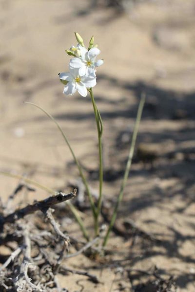 Zephyra elegans, photographed by Cesar Ormazabal