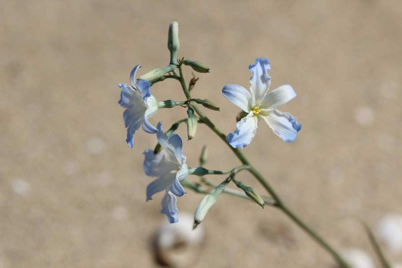 Zephyra elegans, photographed by Cesar Ormazabal