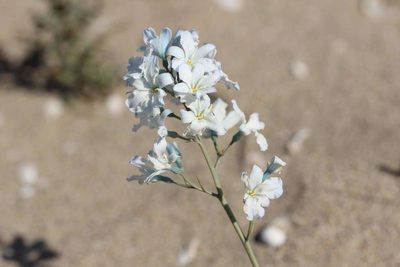 Zephyra elegans, photographed by Cesar Ormazabal