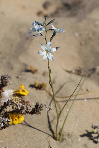 Zephyra elegans, photographed by Cesar Ormazabal