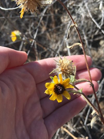 Helianthus exilis, photographed by harrier