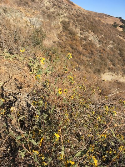 Helianthus exilis, photographed by harrier
