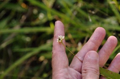 Persicaria sagittata, photographed by Eric Knight