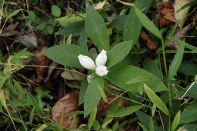 Chelone glabra, photographed by Eric Knight