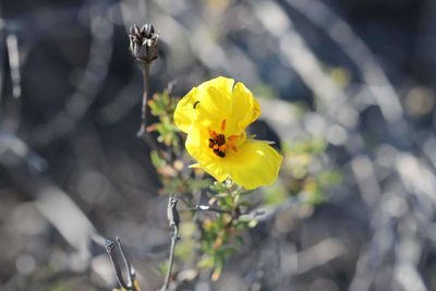 Balbisia peduncularis, photographed by Cesar Ormazabal