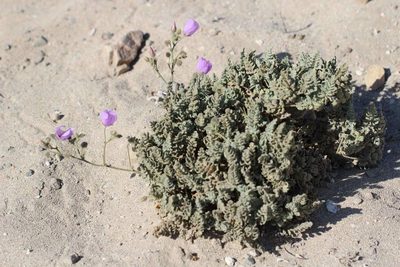 Cristaria glaucophylla, photographed by Cesar Ormazabal