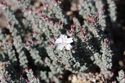 Frankenia chilensis, photographed by Cesar Ormazabal