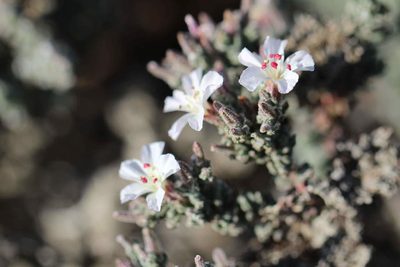 Frankenia chilensis, photographed by Cesar Ormazabal