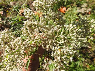Eupatorium serotinum, photographed by sudomir