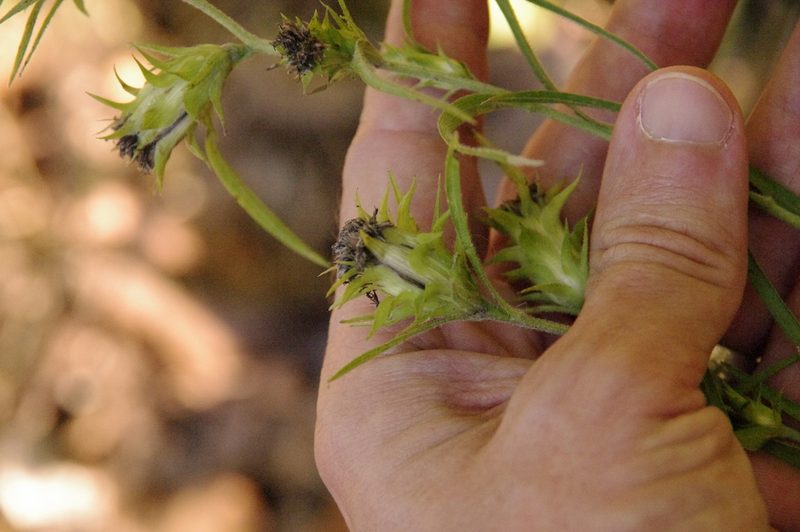 Liatris squarrosa, photographed by Eric Knight