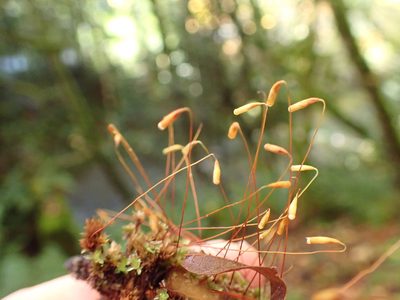 Rosulabryum canariense, photographed by Randal
