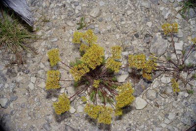 Paronychia virginica, photographed by Michelle W. （鍾偉瑋）