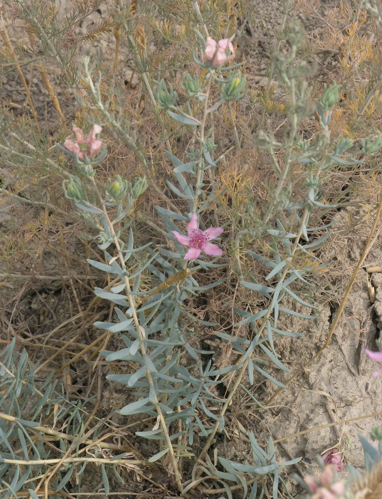 Reaumuria alternifolia, photographed by Oleg Kosterin
