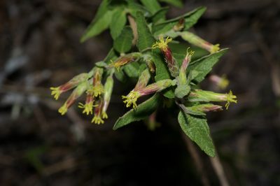 Brickellia cylindracea, photographed by Michelle W. （鍾偉瑋）